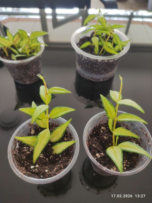 Хойя Луис буис  В ТЕЛЕГРАМ Не Пишу