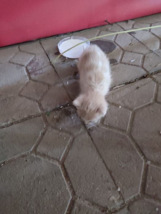 Отдам в добрые руки котёнок мальчик
