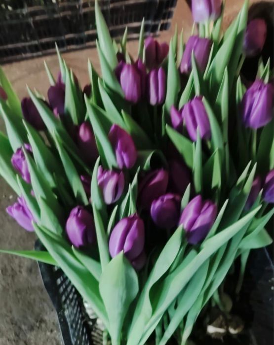 Цветы , букеты , тюльпаны