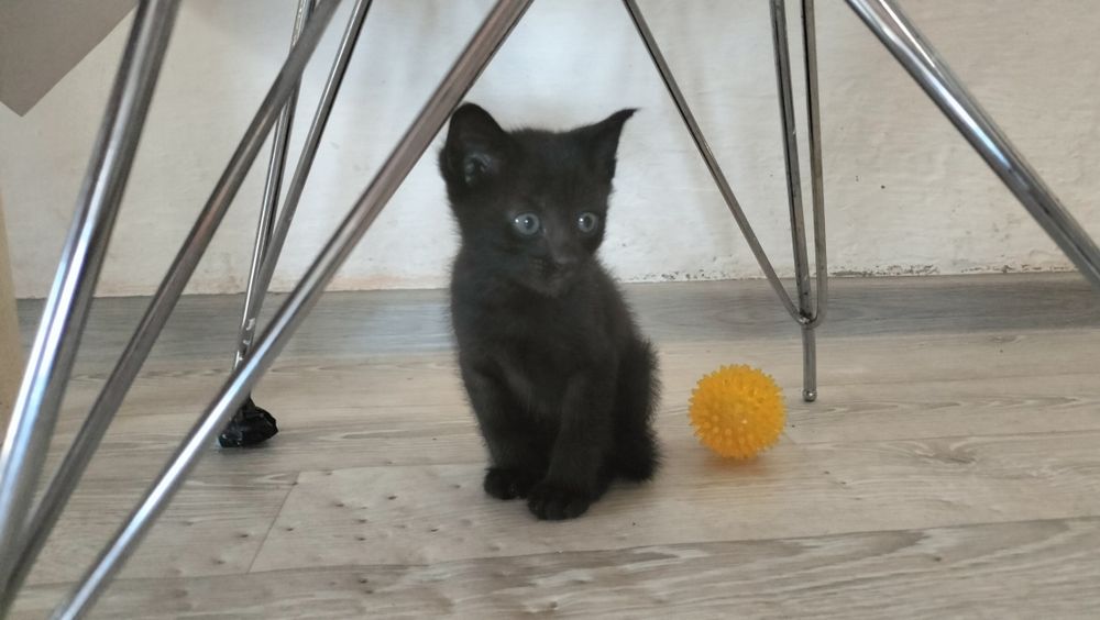 Котенок в добрые руки