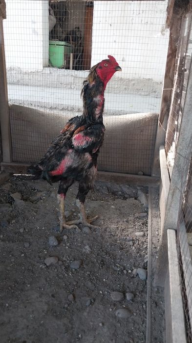 Xoroz sotiladi tulovda