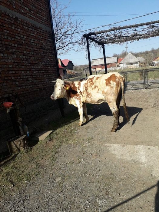 Vând vacă gestantă și juninci