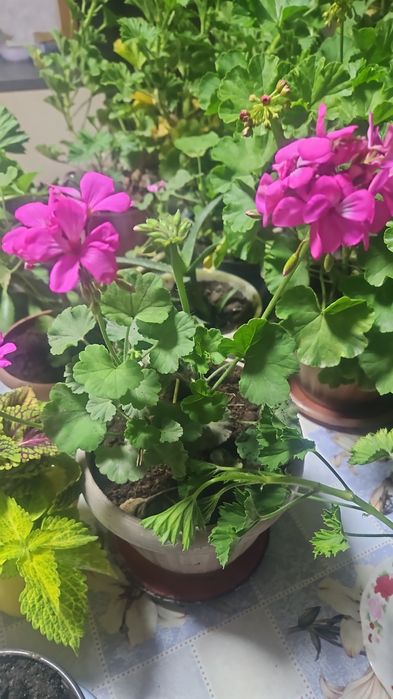 Комнатные растения