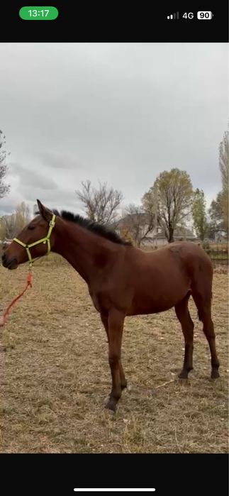 Ұреашы тай жеребчик байтал