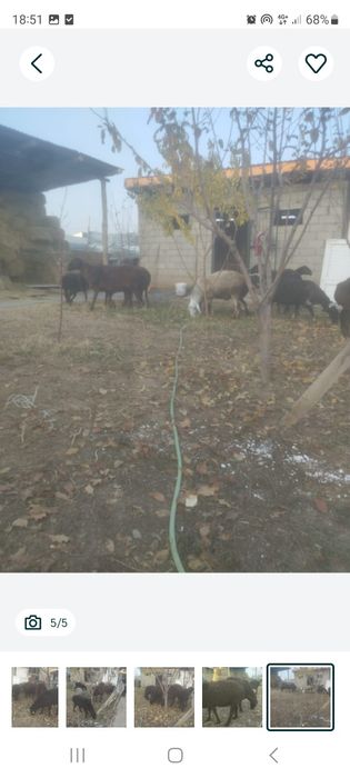 Бараны продается