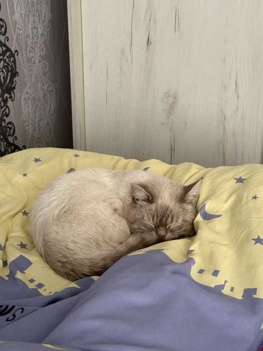 Отдам кота в хорошие руки