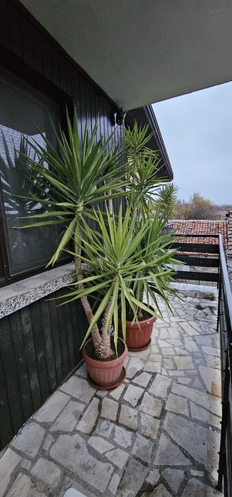 Слонска Юка 20 годишни