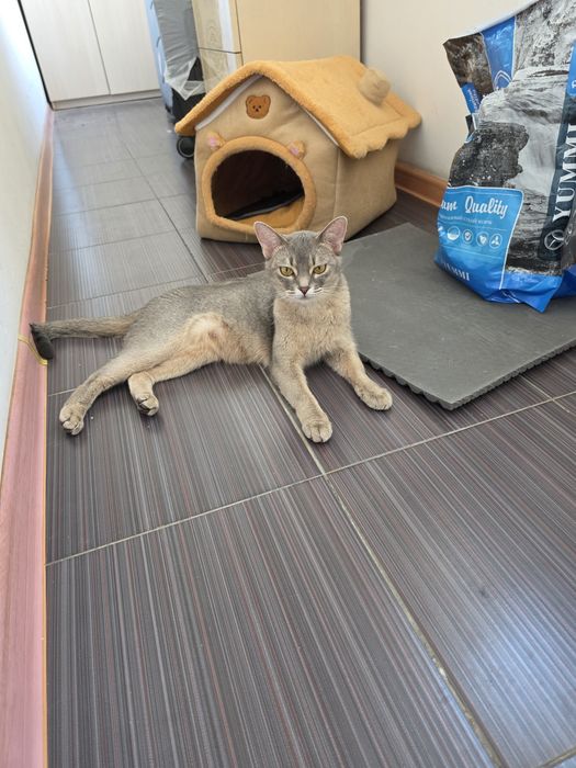 Абиссинская кошка