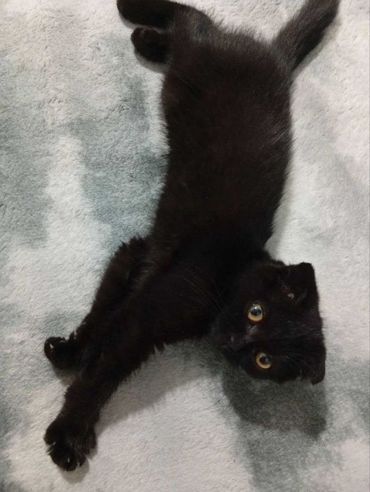 Фолд котёнок.   .