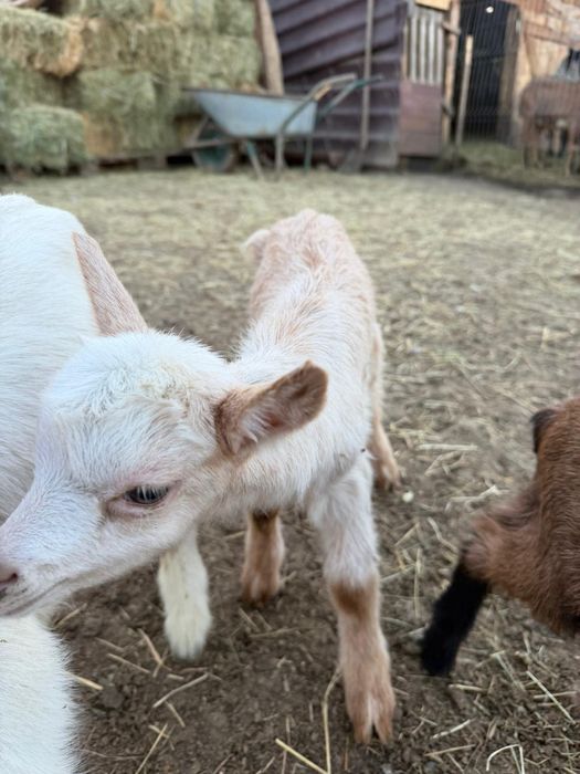 Vând  trei țăpișori