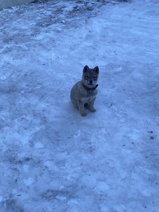 Продам щенок лайка