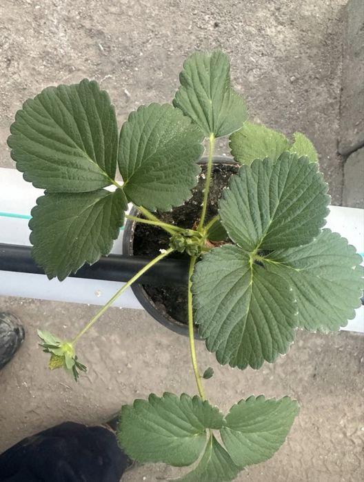 Продам заводскую теплицу