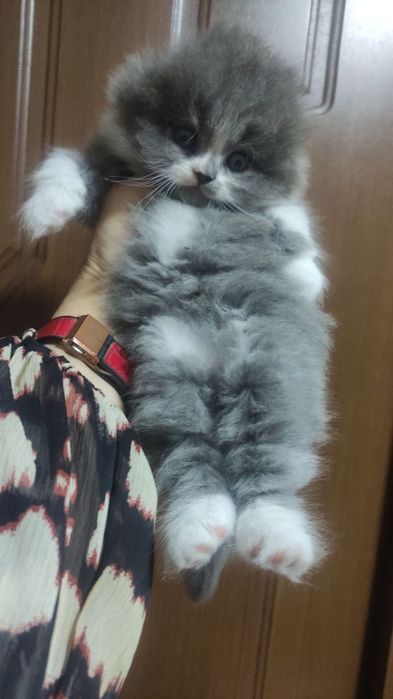 Остался 1 котёнок!