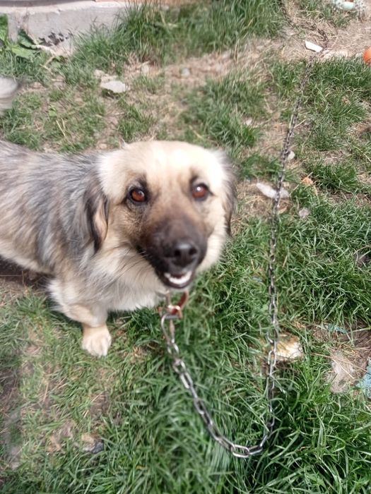 Dau gratuit câine  și o  cățelușa