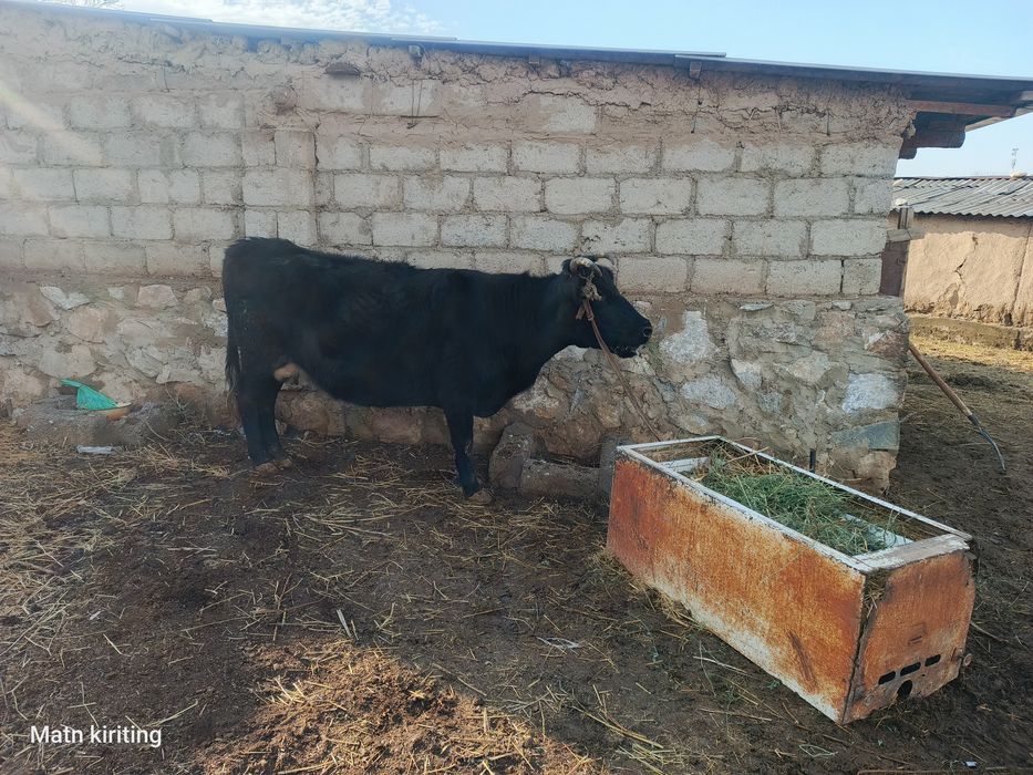 Sigir suyishga boqishga mol qilishga bo'ladi