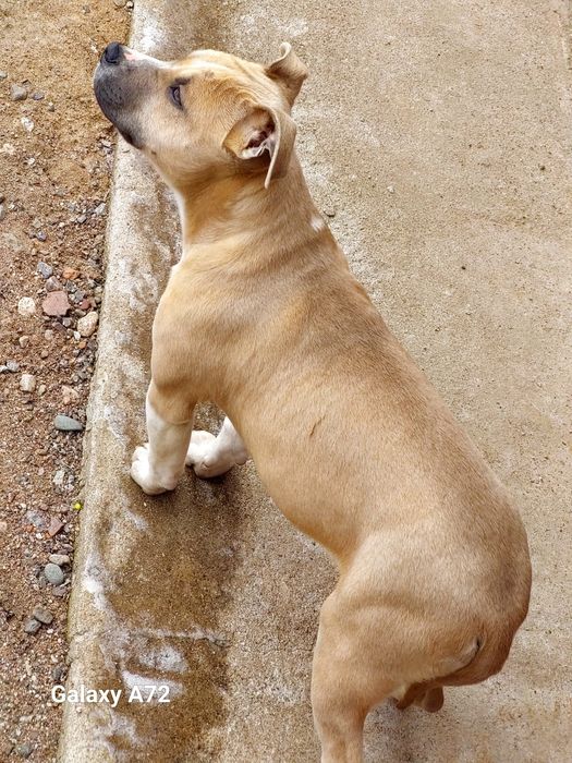 Продаются щенки Стаффорда АСТ