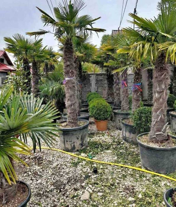 Plante de Exterior Rezistente la Ger – Orice Comandă cu Montaj