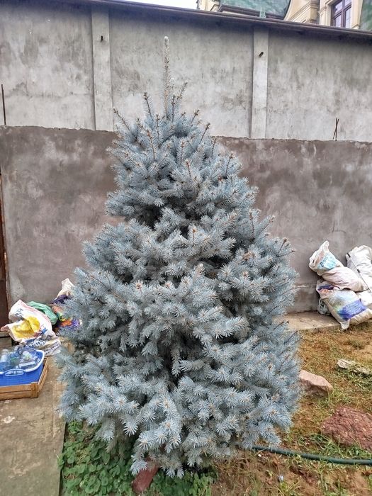 Голубая ель 2.80 мтр