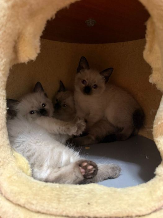 Кошка с котятами ищет семью