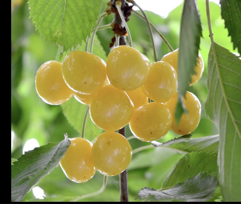 Cireș Amar Imperial galben