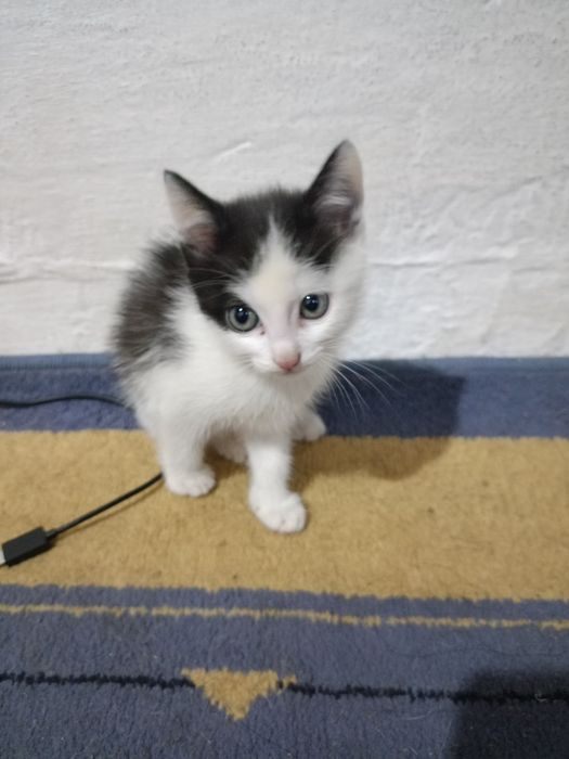 Отдам в добрые руки котят