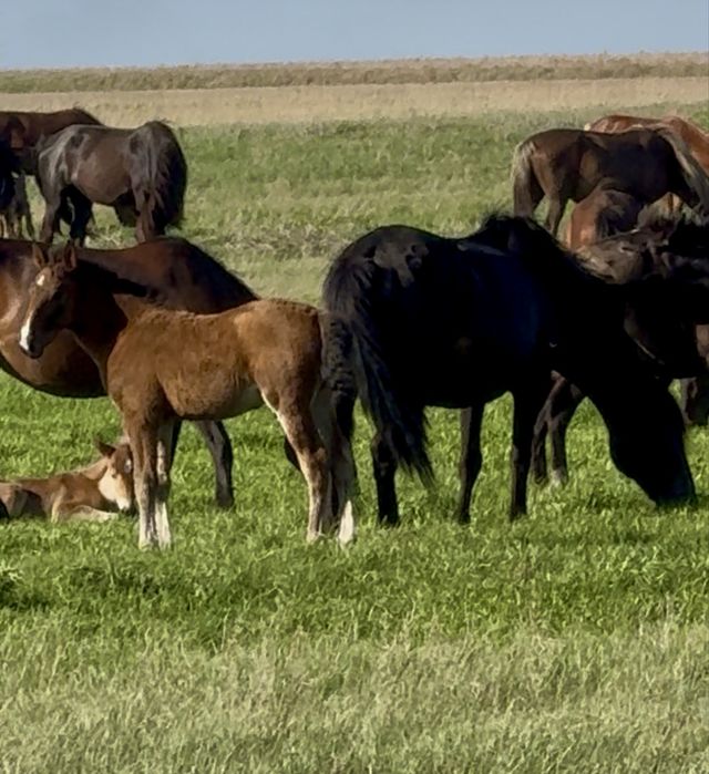 Продам животноводческое хозяйство