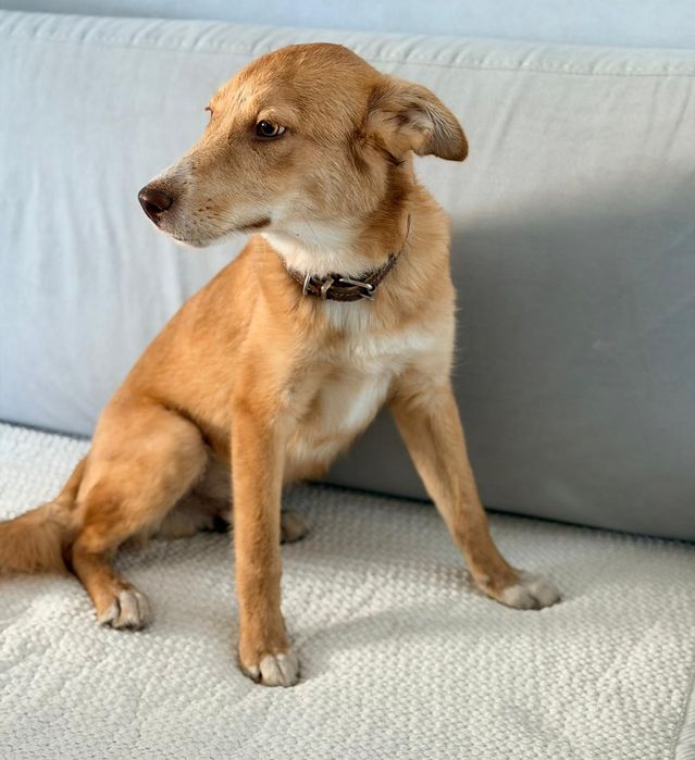 Отдам в добрые руки