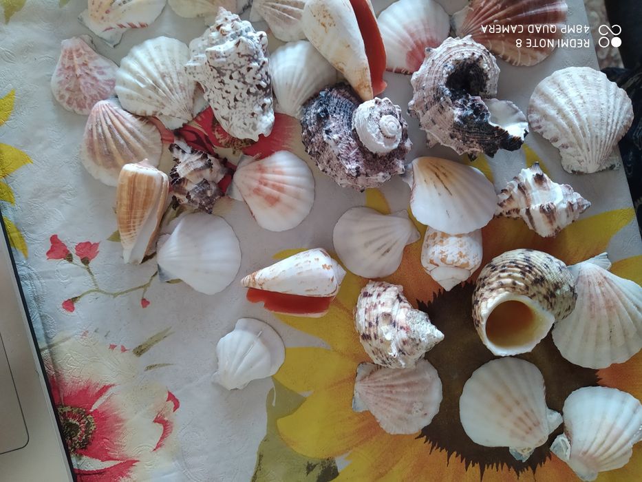 Морские ракушки очень красивые