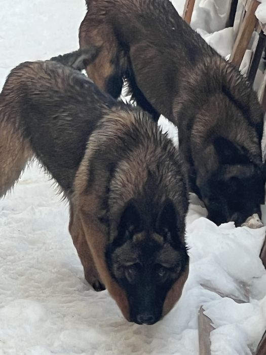 Белгиская овчарки