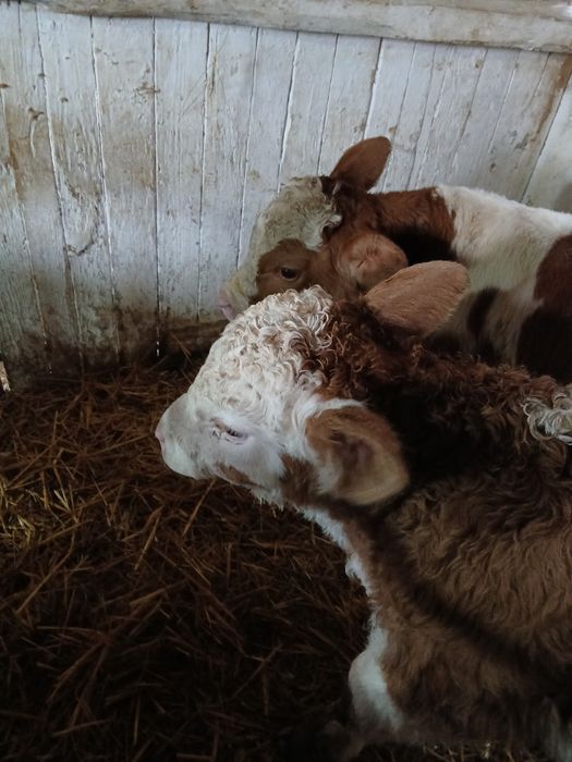 Vand Taurasi baltati