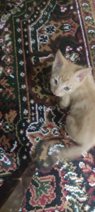 Котята 3шт жёлтого цвета отдаем срочно