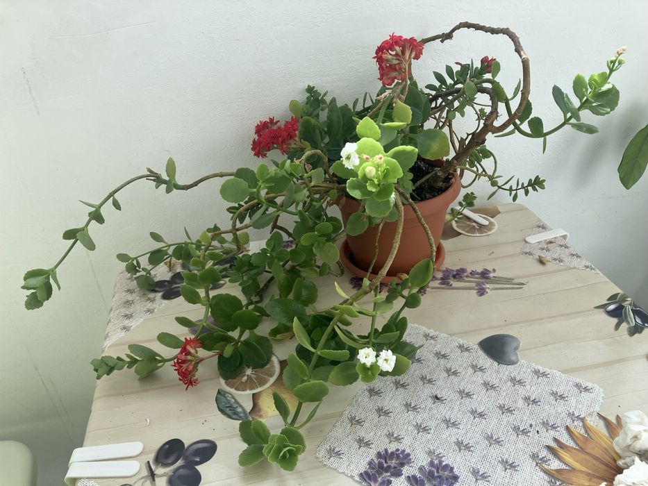 Plante apartament Monstera, cactusi, Kalanchoe, planta cauciuc, ficus Benjamina