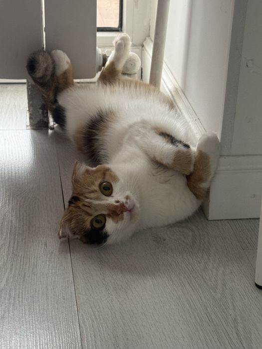 Отдам кошку в хорошие руки!