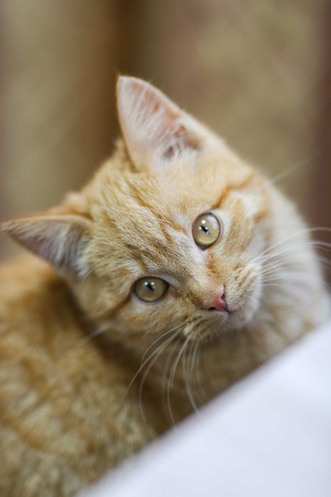 Котёнок ищет верного хозяина