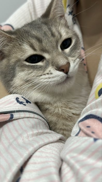 ищем дом для кошечки Войси