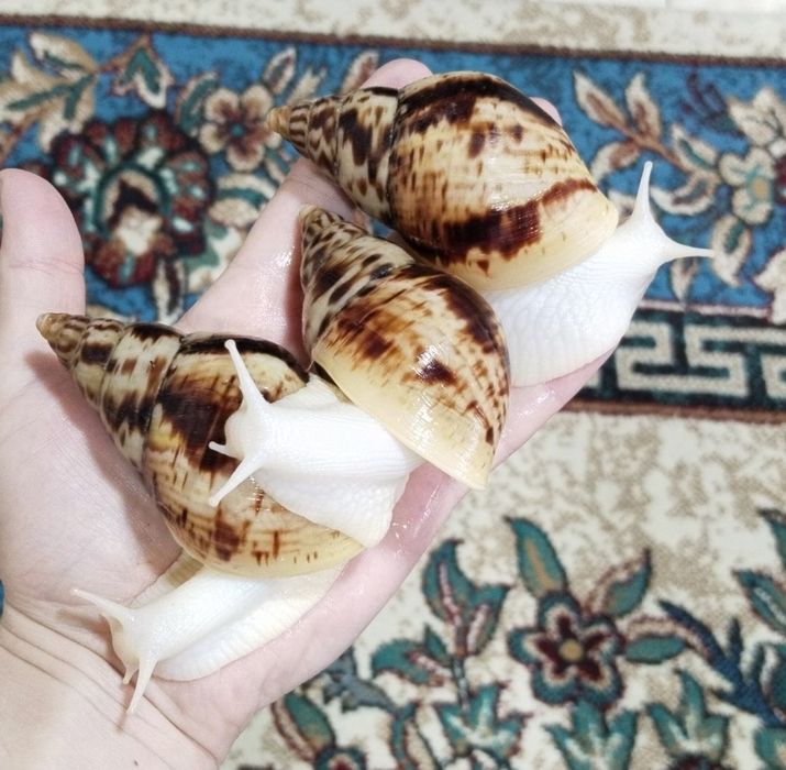 Улитка ахатина Ретикулята альбино,ulitka axatina Retikulyata albino,