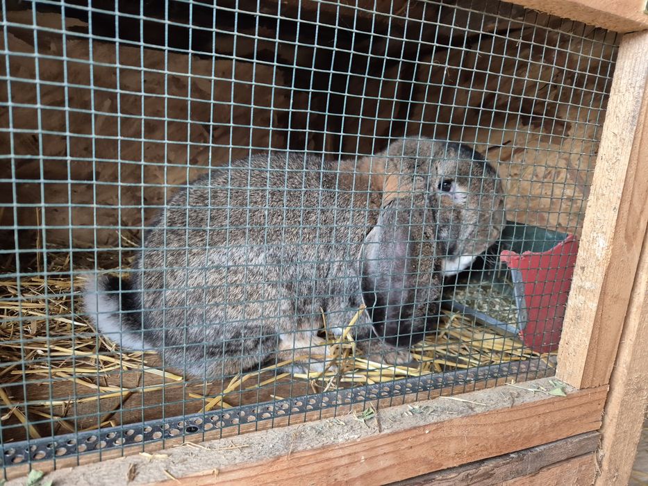 Mascul Berbec German Campion