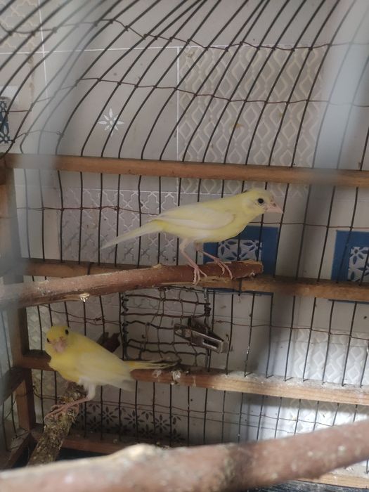 Продам канареек молодеж самцы и самки.