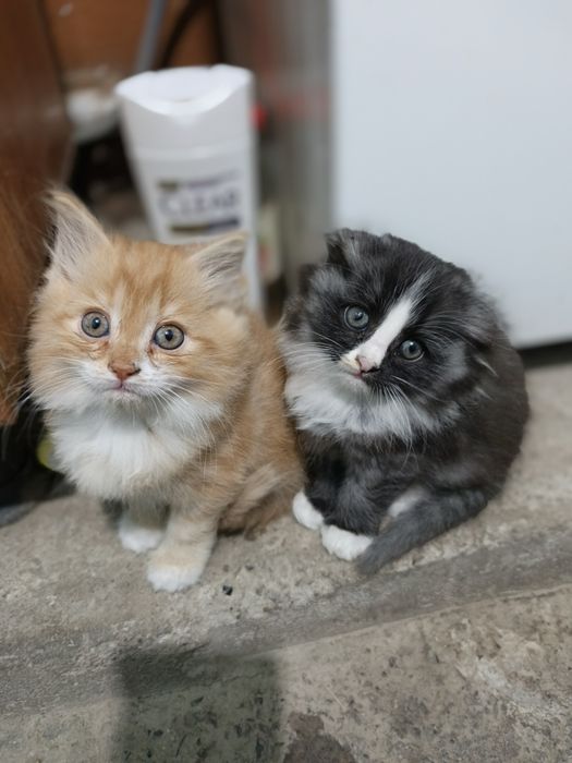 Mushuk bolalari 1.5 oylik bittasi  Котята в возрасте 1,5 месяцев один