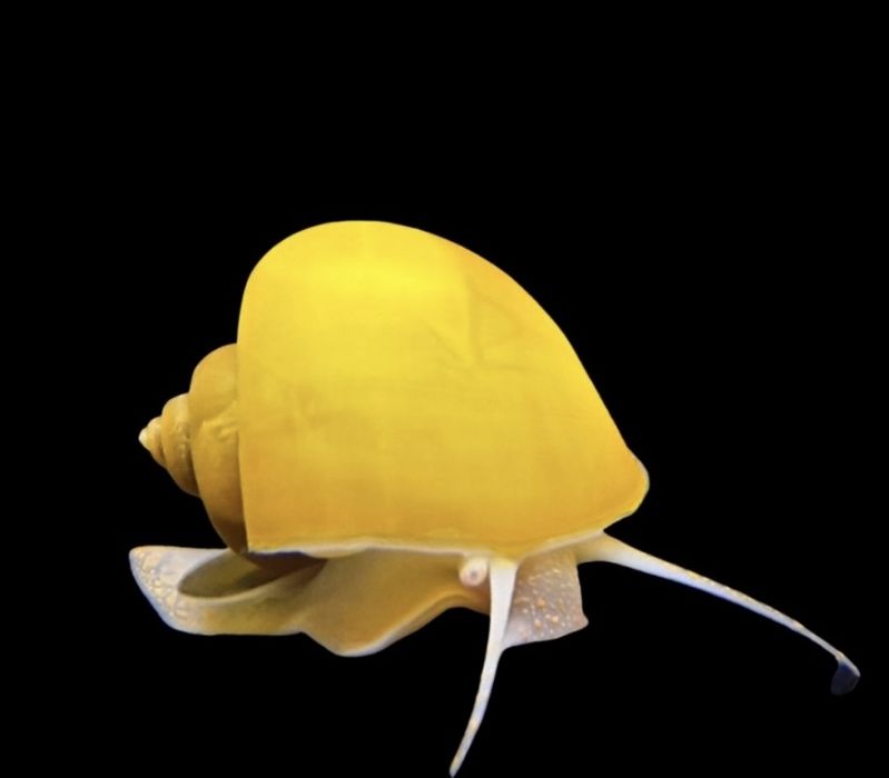 Продам аквариум и рыбок .