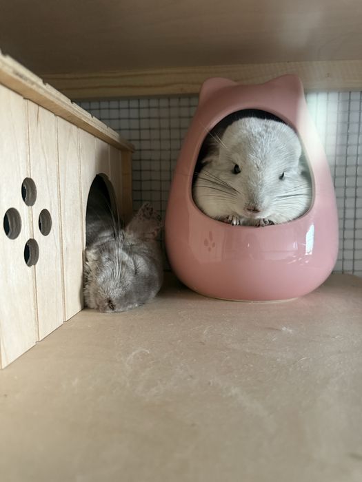 Шиншиллы с витриной