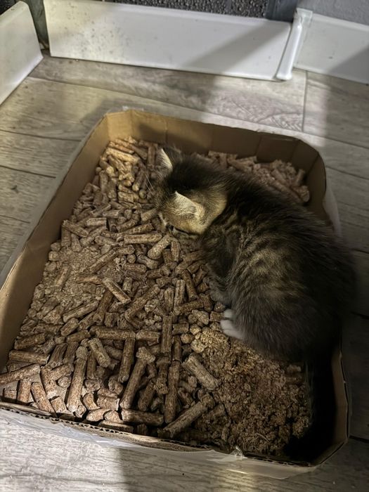 Отдам котят бесплатно