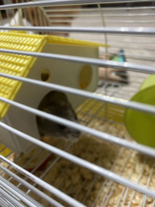 Хомяки очень милые дети восторге от них