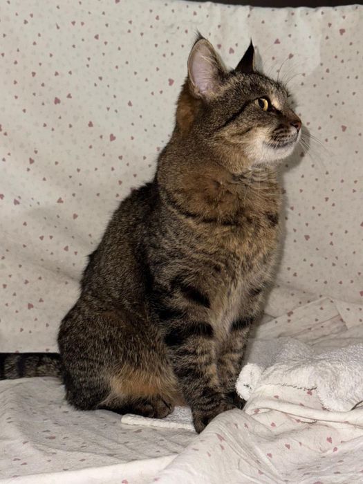 Пристраивается кошка в добрые руки