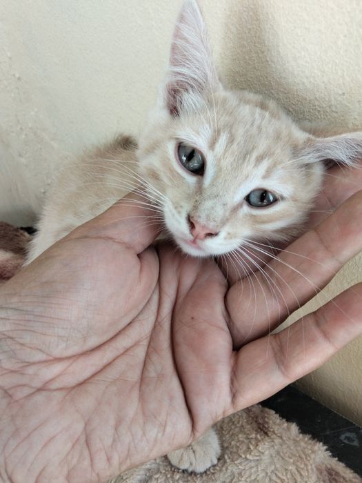 Отдам бесплатно котенка