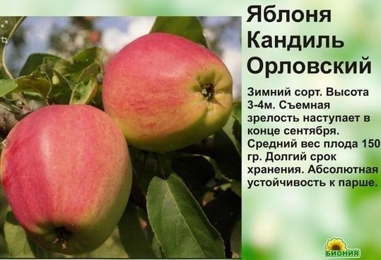 Продам саженцы местной яблони