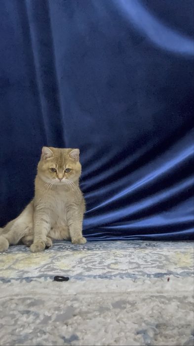 Zalataya Britanskaya shinshilla