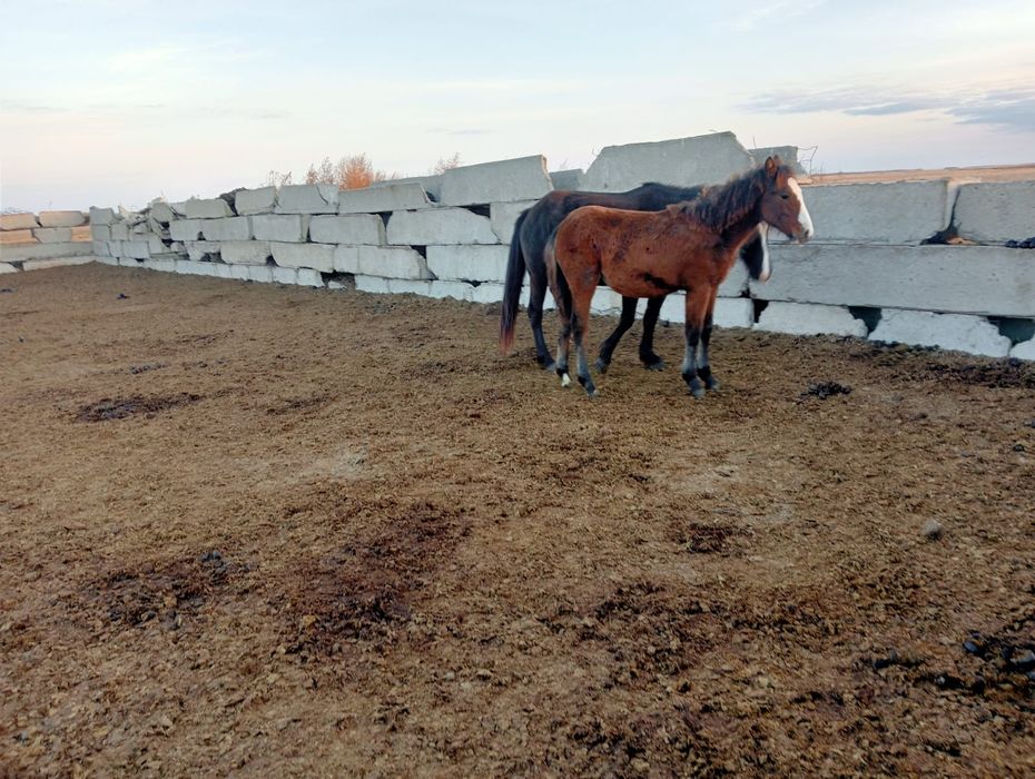 Продам 2 кобылы с жеребятами