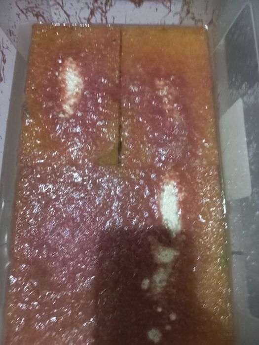 Корм  живой для рыбок