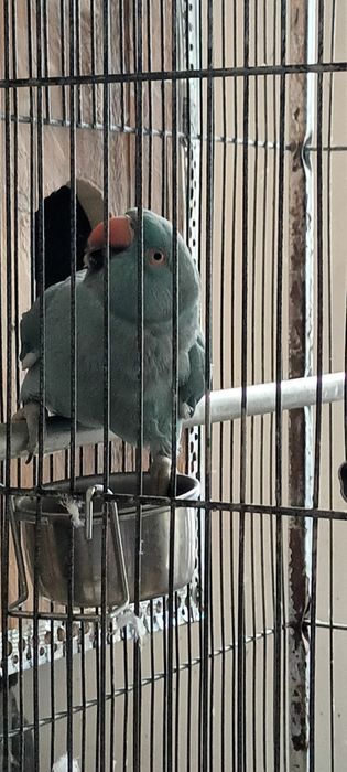 Vând Micul Alexandru